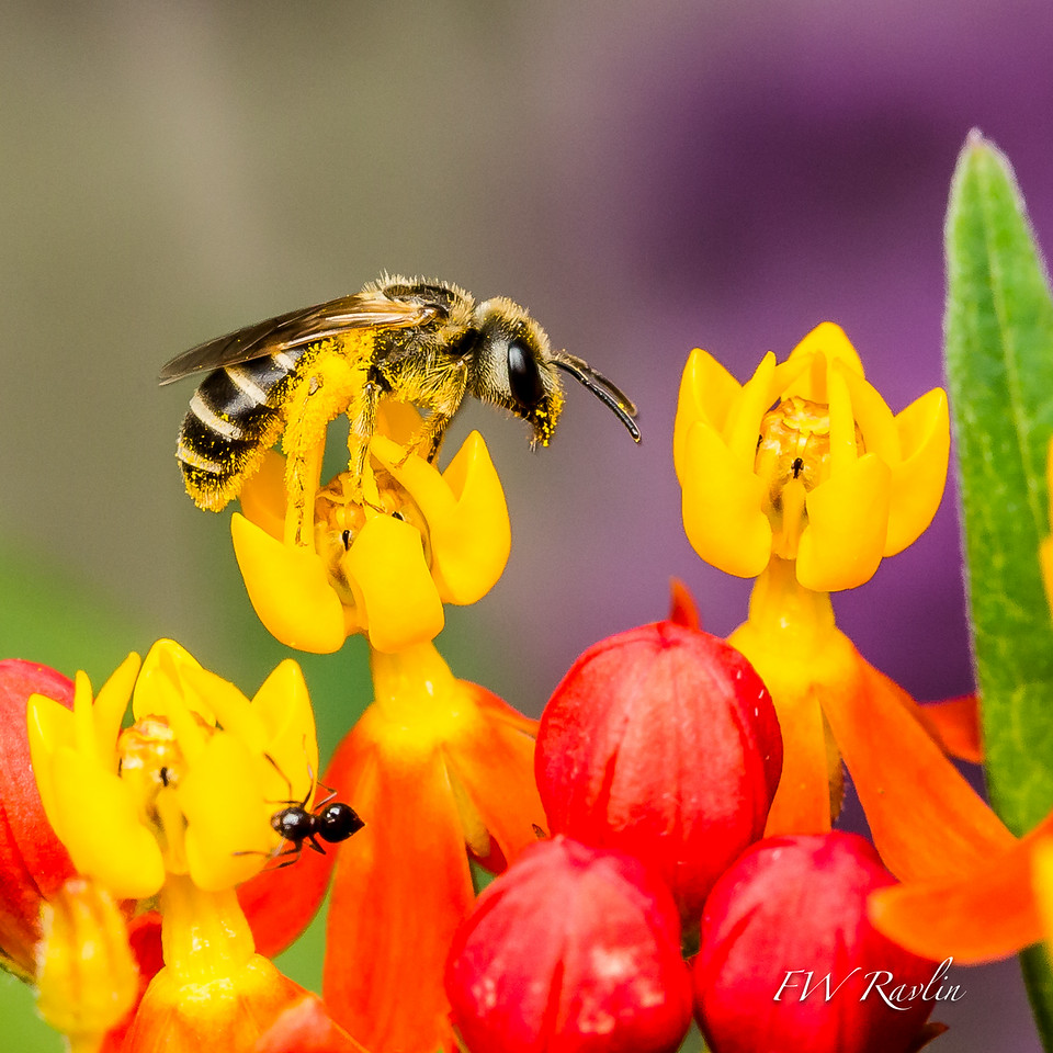 Mason bee on an ornamental milkweed